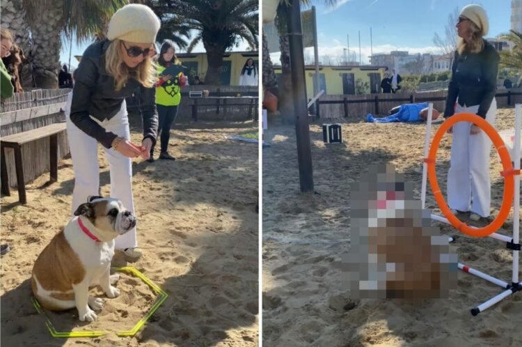 マイペースもここに極まれり？！障害物レースに挑んだブルドッグでしたが・・、飼い主さんもお手上げの事態に！？【海外・動画】