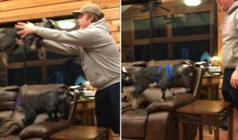 子ヤギたちがハマって楽しむ姿が微笑ましい。飼い主さんに何度も何度も「もう一回！」とおねだりして遊んでいます【アメリカ・動画】