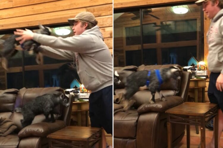 子ヤギたちがハマって楽しむ姿が微笑ましい。飼い主さんに何度も何度も「もう一回！」とおねだりして遊んでいます【アメリカ・動画】