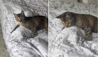 ベッドに伏せる子猫。なにをやっているのかと思ったら・・、実はまさかのイタズラをしているところでした!!【アメリカ・動画】