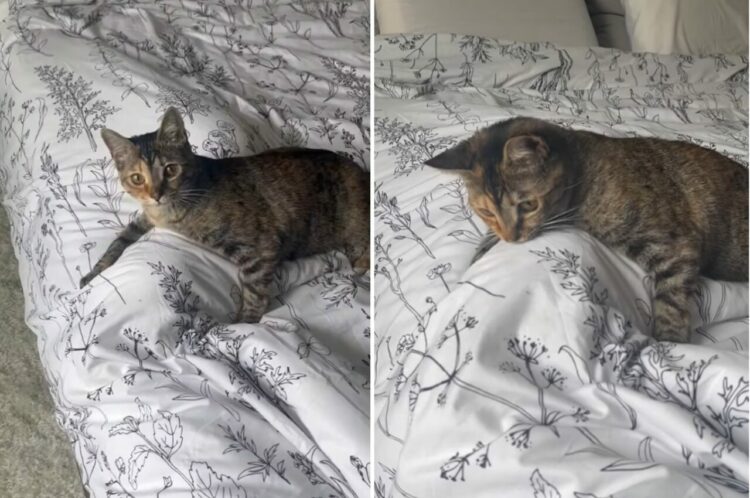 ベッドに伏せる子猫。なにをやっているのかと思ったら・・、実はまさかのイタズラをしているところでした！！【アメリカ・動画】