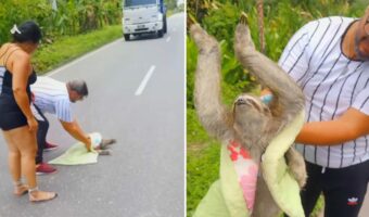 大変！道路の真ん中に『ナマケモノ』が！！動きがゆっくりなこの子が車にひかれないように移動させないと！！