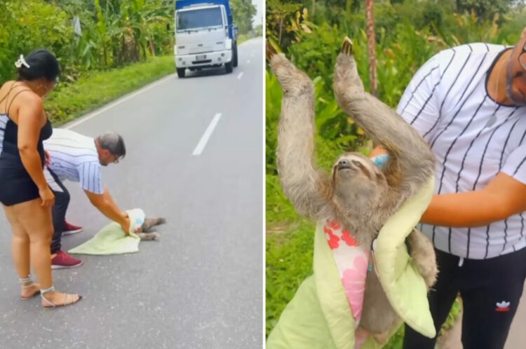 大変！道路の真ん中に『ナマケモノ』が！！動きがゆっくりなこの子が車にひかれないように移動させないと！！