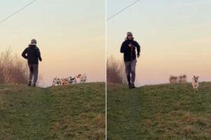 キレイな一直線に並んで丘を駆けていく犬たち。振り返るとビックリ、4匹が『あるもの』を仲良く口にくわえて走っていました！！【海外・動画】