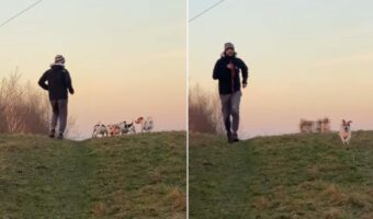 キレイな一直線に並んで丘を駆けていく犬たち。振り返るとビックリ、4匹が『あるもの』を仲良く口にくわえて走っていました!!【海外・動画】