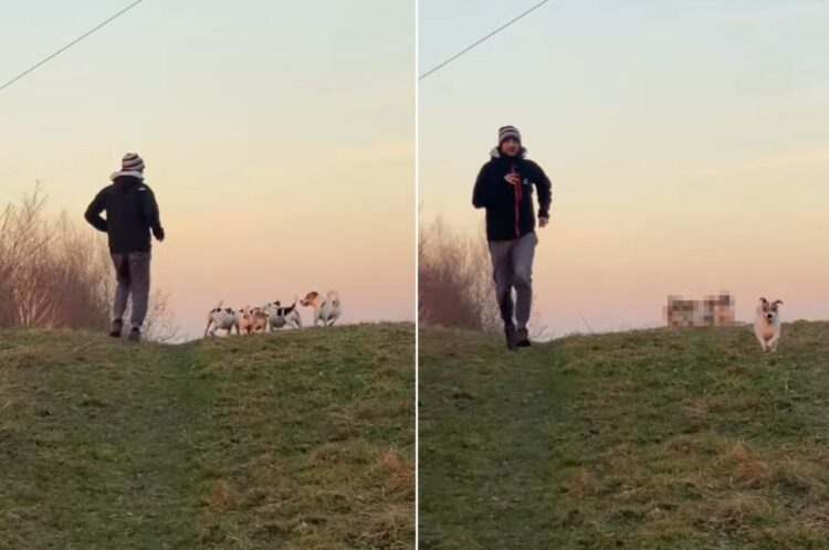 キレイな一直線に並んで丘を駆けていく犬たち。振り返るとビックリ、4匹が『あるもの』を仲良く口にくわえて走っていました！！【海外・動画】