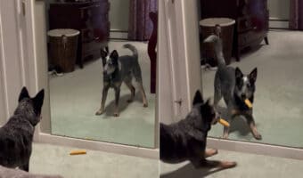 お友達ができたと喜ぶ子犬。だけどゴメンね、その子はお友達じゃあないんだ・・・