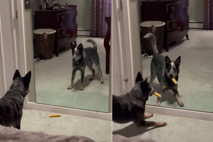 お友達ができたと喜ぶ子犬。だけどゴメンね、その子はお友達じゃあないんだ・・・