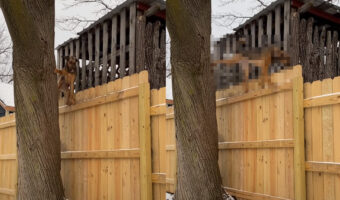 まるで猫みたい！愛犬が歩いているその場所は・・とても細い柵の上！？【アメリカ・動画】