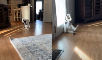 飼い主さんに呼ばれてリビングを走り始めた子ヤギが急遽方向転換!外に向かおうとしたみたいですが・・、そのドアは閉まってるよ!!