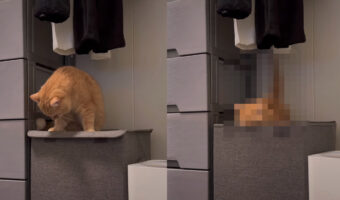 蓋付きの洗濯カゴに乗る猫。蓋をしているマジックテープが気になって手を伸ばすのですが・・、それを外しちゃったのでその結果はもちろん!!