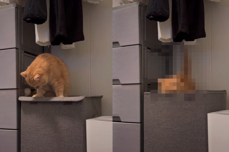 蓋付きの洗濯カゴに乗る猫。蓋をしているマジックテープが気になって手を伸ばすのですが・・、それを外しちゃったのでその結果はもちろん！！