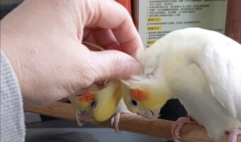 飼い主さんを巡ってオカメインコたちがバトル!?気持ちいいナデナデをどちらがしてもらうかで揉め始めたようですよ!!