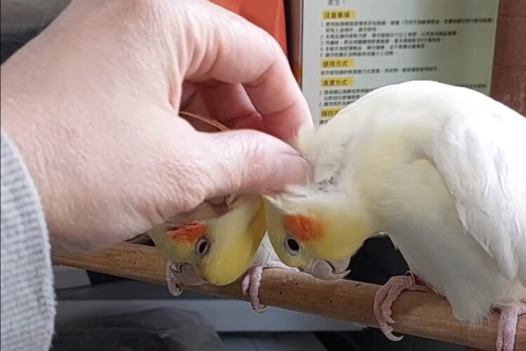 飼い主さんを巡ってオカメインコたちがバトル！？気持ちいいナデナデをどちらがしてもらうかで揉め始めたようですよ！！