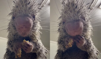 前足で器用にバナナを食べるある動物。こんな珍獣知らない!!と思ったら、触ったらチクチクしそうな『あの動物』でした!!