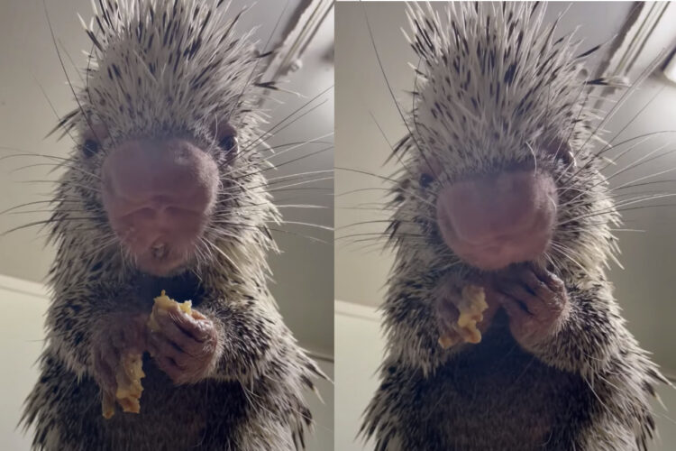 前足で器用にバナナを食べるある動物。こんな珍獣知らない！！と思ったら、触ったらチクチクしそうな『あの動物』でした！！