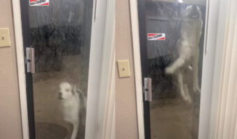 「お家に入れて!」アピールが激しいハスキー犬。ドアを見るとたくさんジャンプしたことが、よ〜く分かります!!【アメリカ・動画】