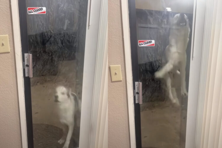 「お家に入れて！」アピールが激しいハスキー犬。ドアを見るとたくさんジャンプしたことが、よ〜く分かります！！【アメリカ・動画】