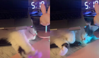パソコンスタンド下の狭いスペースでお昼寝する猫。寝心地がいいのか、にゅ〜っと伸びをするのがかわいい！！【アメリカ・動画】