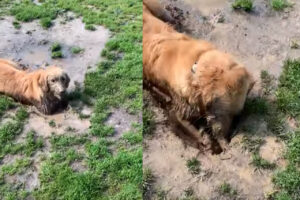 最高の遊びを満喫するゴールデンレトリバー。大きな水たまりに入って泥遊びを満喫！しかもその水たまりで穴掘りだって楽しんじゃいます！！