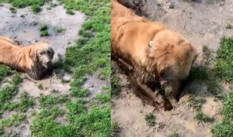 最高の遊びを満喫するゴールデンレトリバー。大きな水たまりに入って泥遊びを満喫！しかもその水たまりで穴掘りだって楽しんじゃいます！！