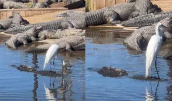 水面を漂う浮島に鳥が乗っていると思ったら・・、なんとそこは『ある生き物』の背中だったのです!!【アメリカ・動画】