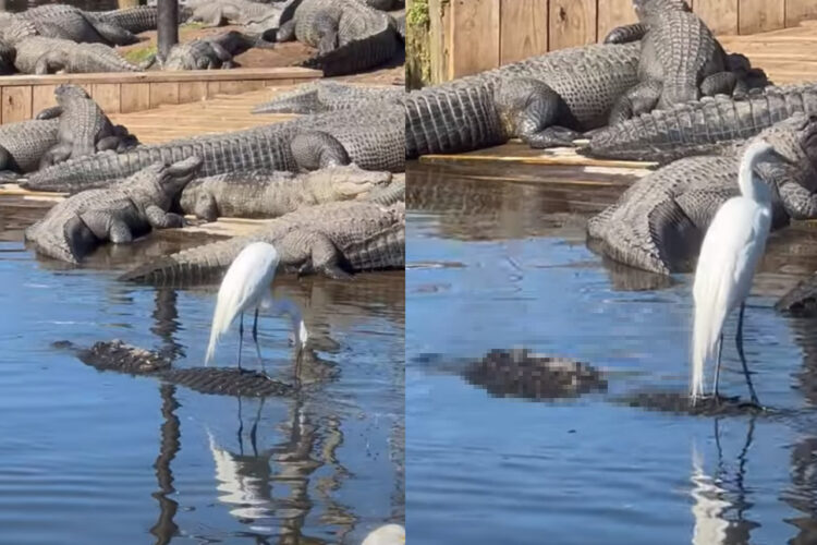 水面を漂う浮島に鳥が乗っていると思ったら・・、なんとそこは『ある生き物』の背中だったのです！！【アメリカ・動画】