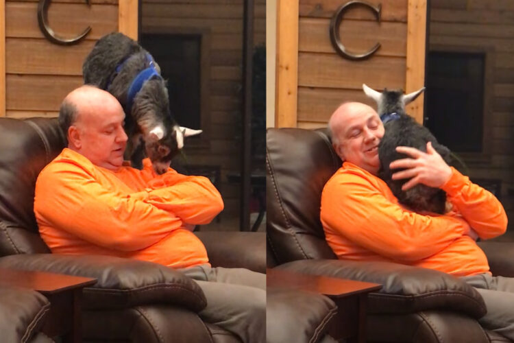 パパさんも幸せそう。くつろいでいるところにヤギの赤ちゃんがやって来てだっこのおねだり！ふたりはこのまま一緒にねんねするみたいです