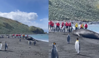ペンギンも多く生息するサウスジョージア島。その海岸には怪獣のような巨大な影が!!その正体とは・・??【海外・動画】
