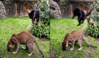 クロヒョウはイタズラ好き?背を向けるチーターにそっと近寄ると・・【海外・動画】