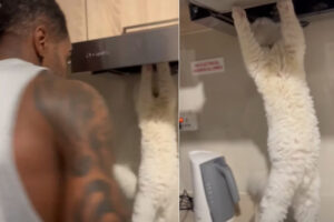 メンテナンス作業中ですか？レンジフードにおててを伸ばして中を覗き込んでいるのは・・なんと猫じゃないですか！！