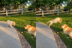 ラブラドールの子犬のまさかの行動にビックリ！段差を怖がり足がすくんでいると思ったら、とても大胆の行動に出ましたよ！！【アメリカ・動画】