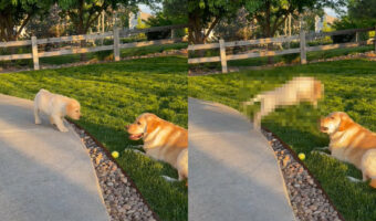 ラブラドールの子犬のまさかの行動にビックリ!段差を怖がり足がすくんでいると思ったら、とても大胆の行動に出ましたよ!!【アメリカ・動画】