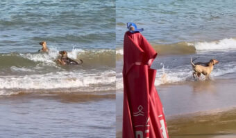 海水浴を楽しむ2頭の犬。波に乗ったり波打ち際を駆け回ったりと、海を存分に堪能しています！！