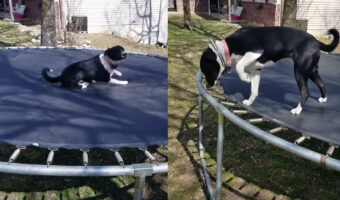 「バチッと来るのかな」トランポリンで遊んだ愛犬には気がかりが・・。静電気が嫌なようでおててを伸ばす動きがゆっくりになっています