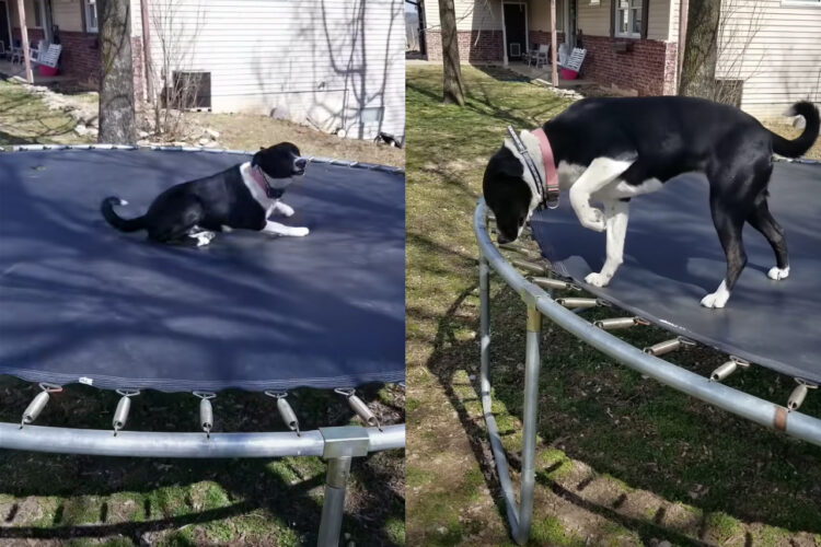 「バチッと来るのかな」トランポリンで遊んだ愛犬には気がかりが・・。静電気が嫌なようでおててを伸ばす動きがゆっくりになっています