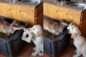 心優しい犬。新しくお家にやって来た子牛に渡そうとしているのは、なんと自分のオモチャです！！【アメリカ・動画】
