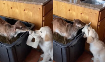 心優しい犬。新しくお家にやって来た子牛に渡そうとしているのは、なんと自分のオモチャです！！【アメリカ・動画】