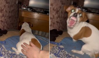 ドッキリが逆ドッキリに!遊んでいる子犬を背後から驚かそうとしたらバイオハザードの犬みたいになって襲ってきた!