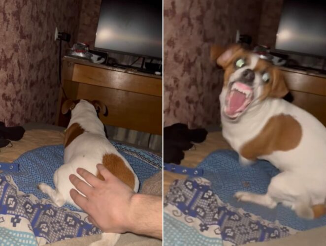 ドッキリが逆ドッキリに！遊んでいる子犬を背後から驚かそうとしたらバイオハザードの犬みたいになって襲ってきた！