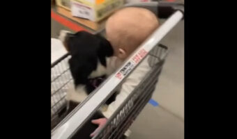 お買い物に連れてきてもらった赤ちゃんと愛犬。ショッピングカートに乗りぎゅっと抱き合うふたりの姿がとっても微笑ましい!!