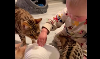 まるで子猫が赤ちゃんに水遊びの仕方を教えてあげているみたい！みんなで水飲み場を囲む姿にほっこり