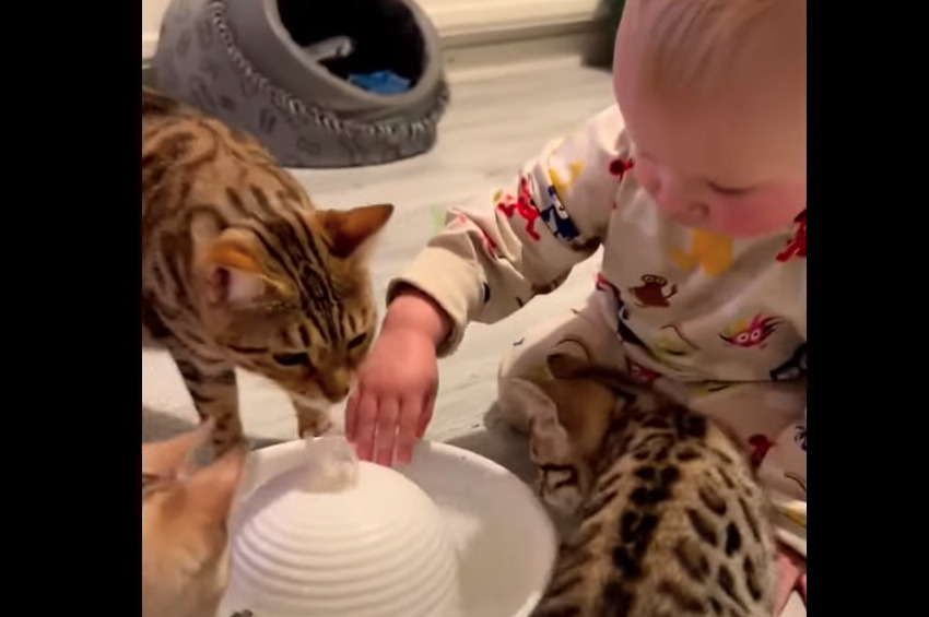 まるで子猫が赤ちゃんに水遊びの仕方を教えてあげているみたい!みんなで水飲み場を囲む姿にほっこり