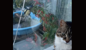 窓越しだから安心?小鳥が窓辺にやってきて猫と遊んでいる姿に和む