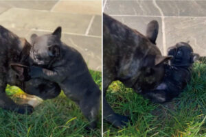 大変！遊んでいたブルドッグの赤ちゃんが転んじゃった！！自力では起き上がれないようで足をパタパタ動かしているから、早く助けてあげないと！！