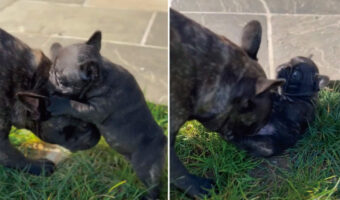 大変!遊んでいたブルドッグの赤ちゃんが転んじゃった!!自力では起き上がれないようで足をパタパタ動かしているから、早く助けてあげないと!!