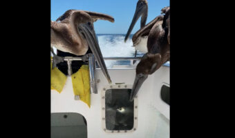 ボートにやって来たペリカン達。狙いはイケスにいる魚!?ごはんをちょうだいと訴えているみたいです