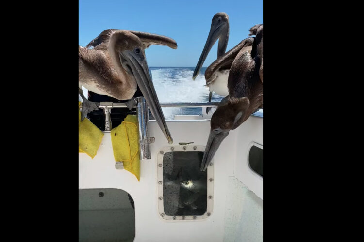 ボートにやって来たペリカン達。狙いはイケスにいる魚！？ごはんをちょうだいと訴えているみたいです