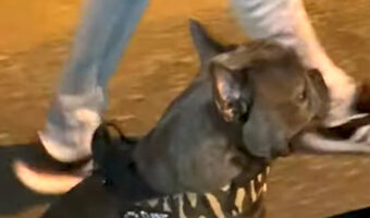 お散歩に出たブルドッグ。だけど、この子に歩くつもりはさらさら無いみたい【海外・動画】