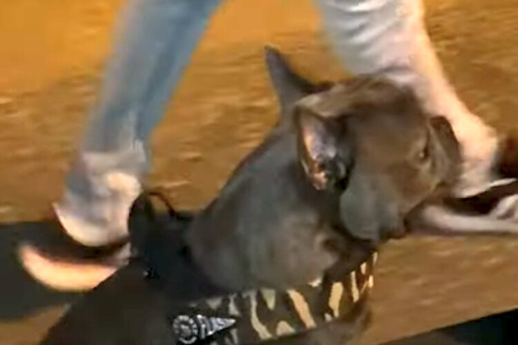 お散歩に出たブルドッグ。だけど、この子に歩くつもりはさらさら無いみたい【海外・動画】